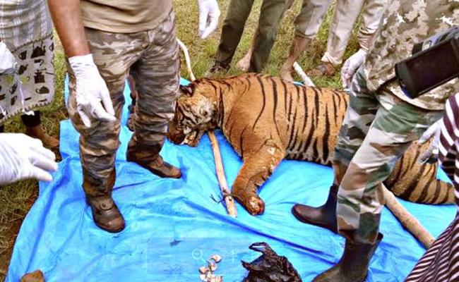 ब्रेकिंग सिवनीः बाघ का मिला शव, पंजे कटे होने की आशंका