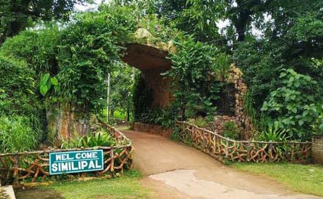 ओडिशाः शिमिलिपाल टाइगर रिजर्व पर्यटकों के लिए खुला