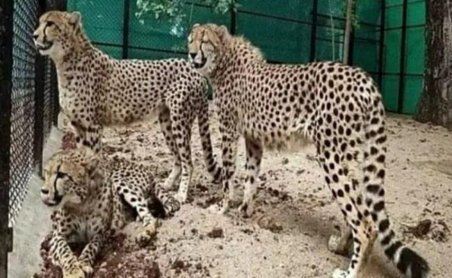 मप्रः दक्षिण अफ्रीका से 18 फरवरी को कूनो में आएंगे और 12 चीते