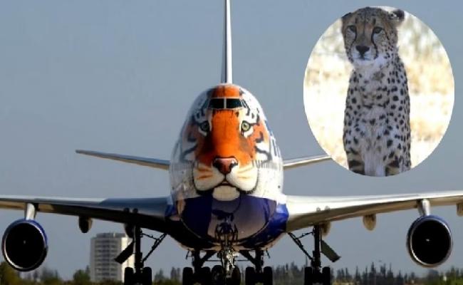 साउथ अफ्रीका से 12 चीतों को लाने के लिए वायु सेना का 'ग्लोबमास्टर' रवाना