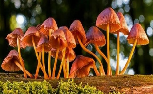 मशरूम में मिला कैंसर के इलाज में उपयोगी दुर्लभ तत्व ऐस्टाटीन