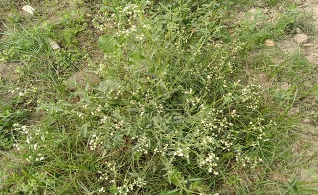 मनुष्य और मवेशियों के लिए खतरा है अमेरिकी गाजर घास