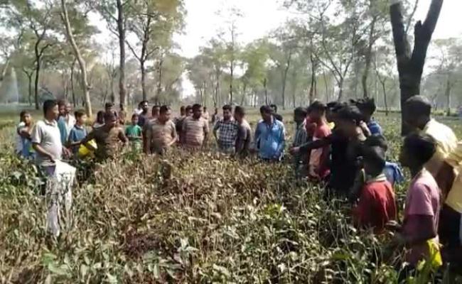 तेंदुए का क्षत-विक्षत शव बरामद