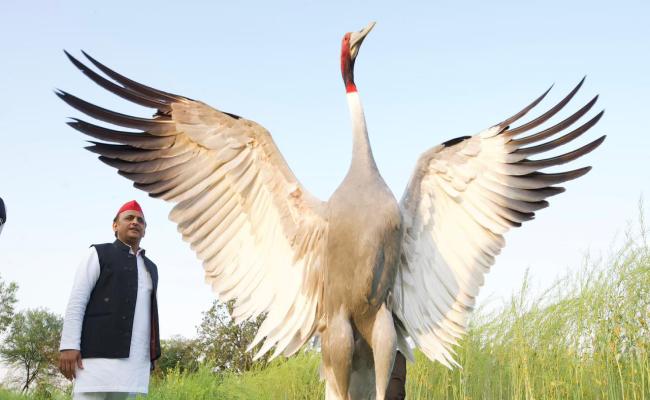 अखिलेश यादव ने राजकीय पक्षी सारस के संरक्षण को लेकर भाजपा पर कसा तंज