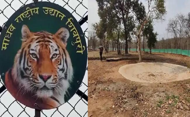 मप्र के माधव नेशनल पार्क में 27 साल बाद आज फिर दहाड़ेंगे बाघ