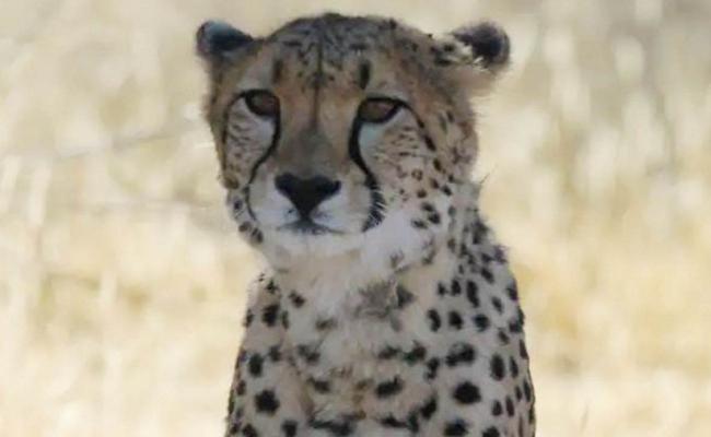 कुनो पार्क में नामीबिया से लाई गई मादा चीता 
