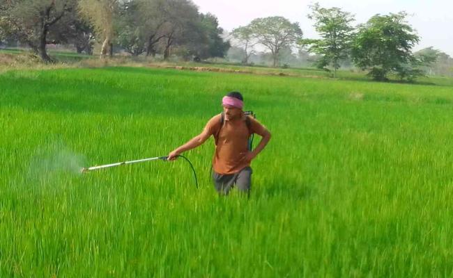 धमतरी : धान फसल को बचाने हो रहा कीटनाशक का छिड़काव, किसान परेशान