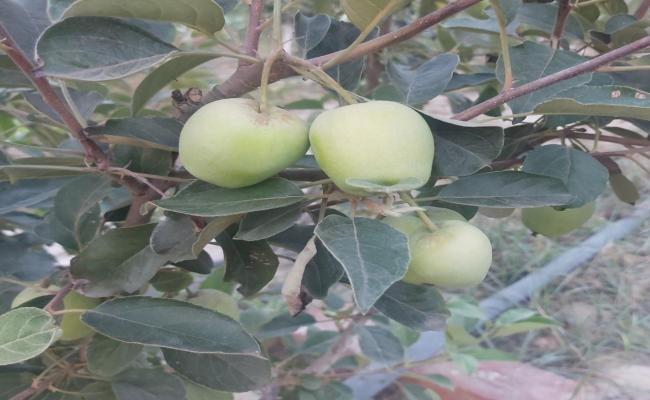बिहार के खेतों में भी फलने लगे सेब, अग्नि परीक्षा के दौर में है सेब की खेती