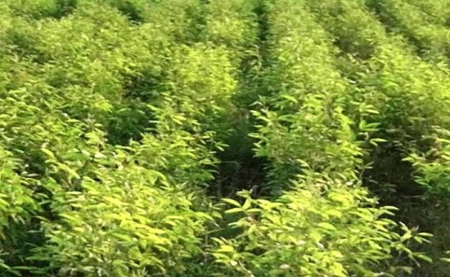 अच्छी उपज के लिए वैज्ञानिक विधि से करें अरहर की बुवाई