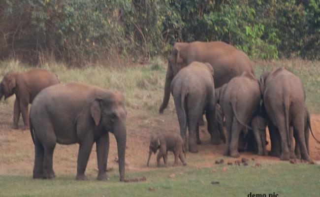 तीन सालों में मानव और हाथी के संघर्ष में 12 लोगों की जानें गईं