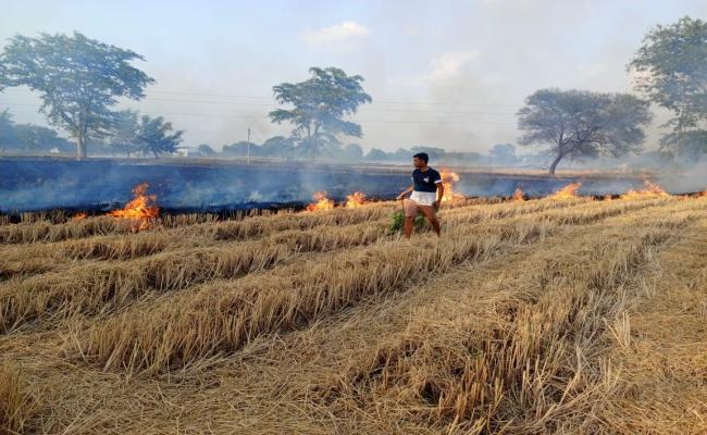 खेतों में धड़ल्लेे से जलाई जा रही पराली, बढ़ा प्रदूषण का खतरा