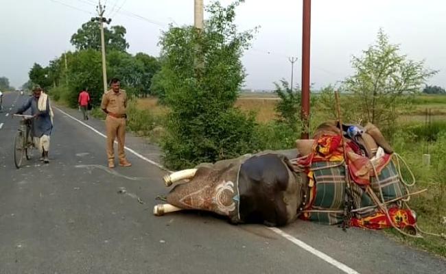 ट्रक की टक्कर से हाथी-महावत समेत तीन घायल