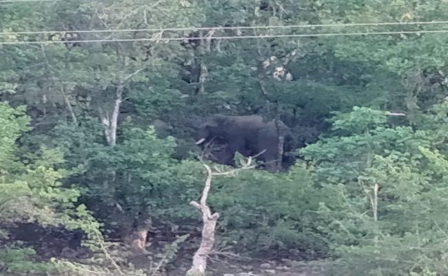 अनूपपुर: छग सीमा से कदमसरा के जंगल में पहुंचा 5 हाथियों का दल, वन विभाग की पैनी नजर