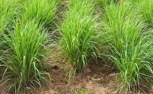 जलवायु परिवर्त्तन के दौर में लेमनग्रास की खेती बेहतर विकल्प