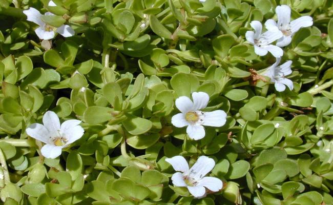 जलवायु दे रहा दगा,तो करे ब्राह्मी औषधी की खेती