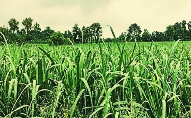 बरसात के समय गन्ना फसल में पोक्का बोइंग बीमारी का बढ़ता है खतरा,रखे सावधानी