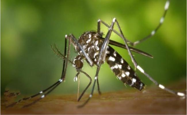 बंगाल में डेंगू से हो चुकी है छह लोगों की मौत, ढाई हजार संक्रमित