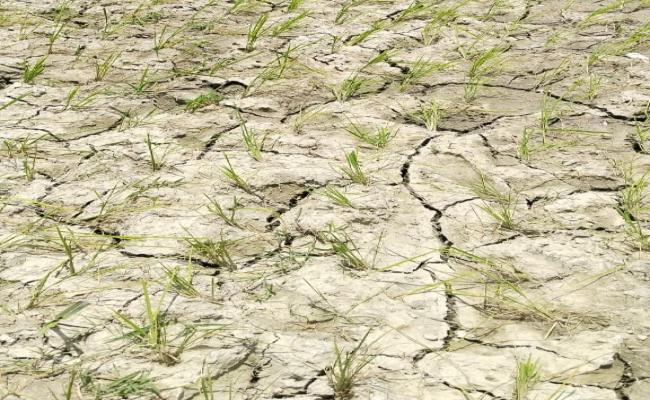 बारिश के अभाव में सूख रहे हैं खेतों में लगी धान की फसल,खेतों में पड़ने लगी है दरारें