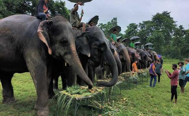 नेपाल : विश्व हाथी दिवस पर केक काटकर हुआ हाथियों का पिकनिक