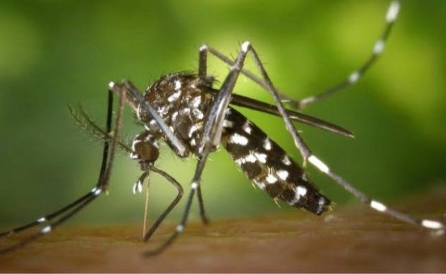 बंगाल में डेंगू की रफ्तार से बढ़ी चिंता, एक हफ्ते में 13 सौ लोग संक्रमित