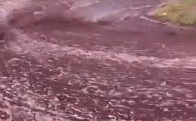 जब पुर्तगाल की सड़कों पर बहने लगी शराब की नदी, घरों में भर गई रेड वाइन