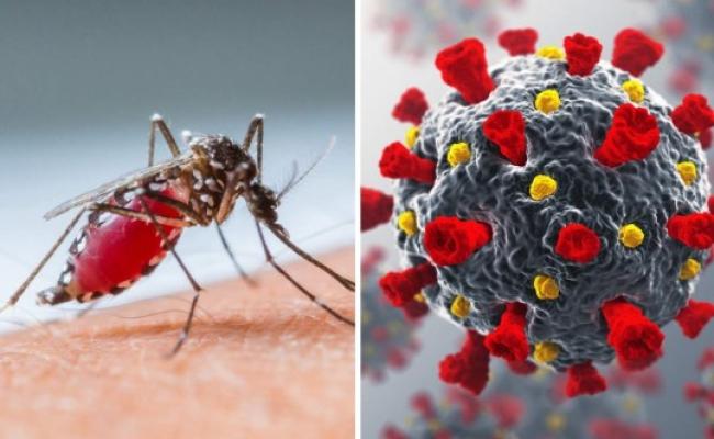 बांग्लादेश में डेंगू का कहर, अबतक 778 लोगों की मौत, 1,57,172 लोग बीमार