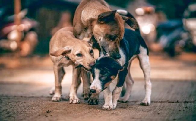 गाजियाबाद जैसी घटना के इंतजार में आला-अफसर, गलियों में मंडरा रहा आवारा कुत्तों का खौफ