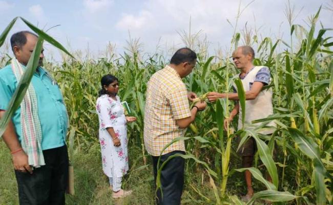 बेगूसराय में फॉल आर्मी का हमला, 20 हजार एकड़ से अधिक में लगी मक्का क्षतिग्रस्त