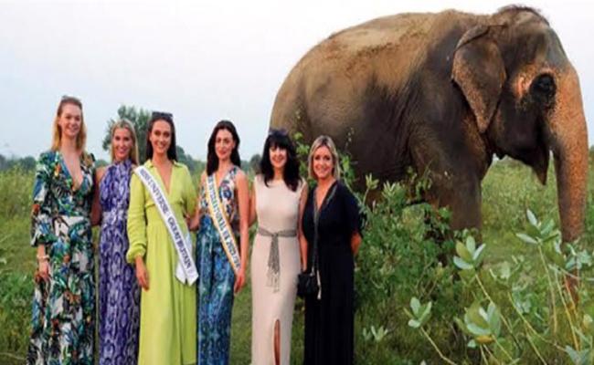 मथुरा हाथी संरक्षण केन्द्र पहुंची ब्रिटेन की मिस यूनिवर्स ग्रेट, हाथियों से की मुलाकात
