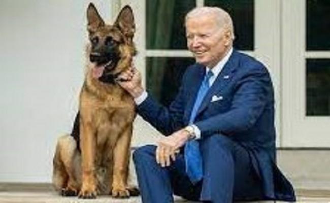 व्हाइट हाउस से निकाला गया अमेरिकी राष्ट्रपति जो बाइडन का डॉग 'कमांडर'