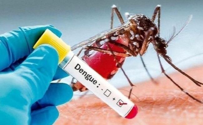मुरादाबाद : 15 नए मरीज डेंगू से संक्रमित, जिले में अब तक 1160 मरीज पॉजिटिव