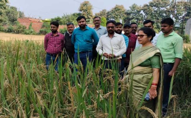 क्राप कटिंग करा जिलाधिकारी ने परखी धान की उत्पादकता