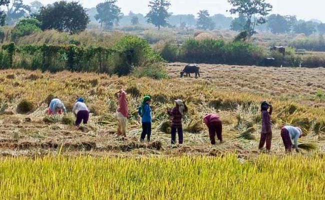 धान फसल गिरने से नुकसान का अंदेशा, मजदूरों ने बढ़ाई मजदूरी