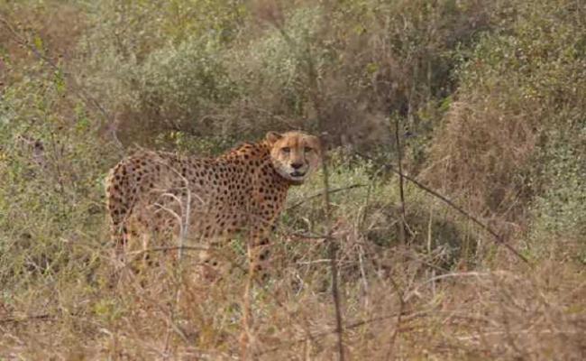 कूनो में एक और चीते को खुले जंगल में छोड़ा, 