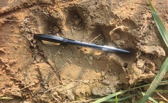 रेवाड़ी में सरिस्का का बाघ घुसने से लोगों में दहशत, वन विभाग की टीम कर रही मॉनिटरिंग