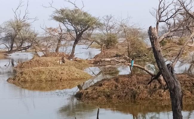देश में रामसर आर्द्रभूमि स्थल में पांच स्थल और जुड़े, कुल संख्या 80 हुई