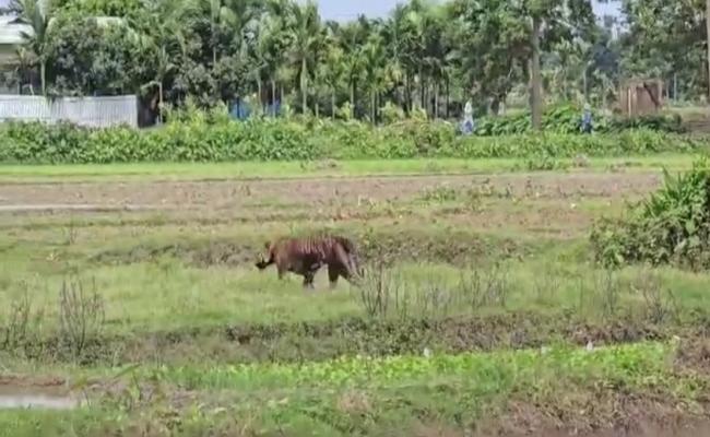 बाघ के हमले में तीन घायल