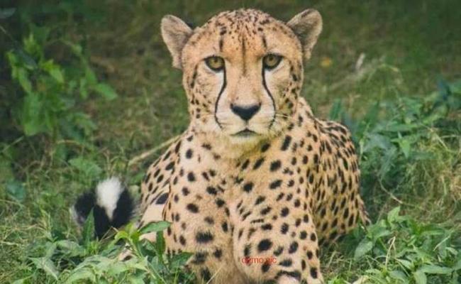 मप्रः कूनो राष्ट्रीय उद्यान में नर चीता 