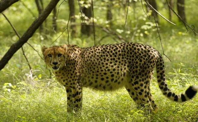 कूनो राष्ट्रीय उद्यान में दक्षिण अफ्रीका से लाई गई मादा चीता ‘वीरा’ बनेगी मां