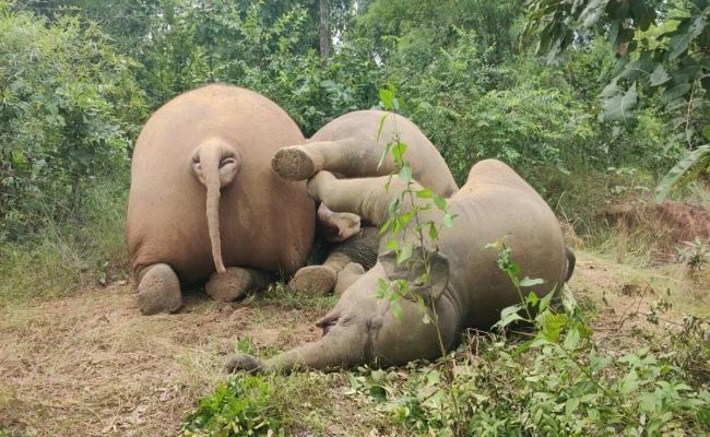 छत्तीसगढ़ के रायगढ़ जिले में करंट की चपेट में आने से तीन हाथियों की मौत