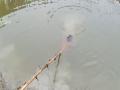 बिहार के मुजफ्फरपुर में महिला और तीन बच्चे तालाब में डूबे, दो शव निकाले गए, बाकी की तलाश जारी